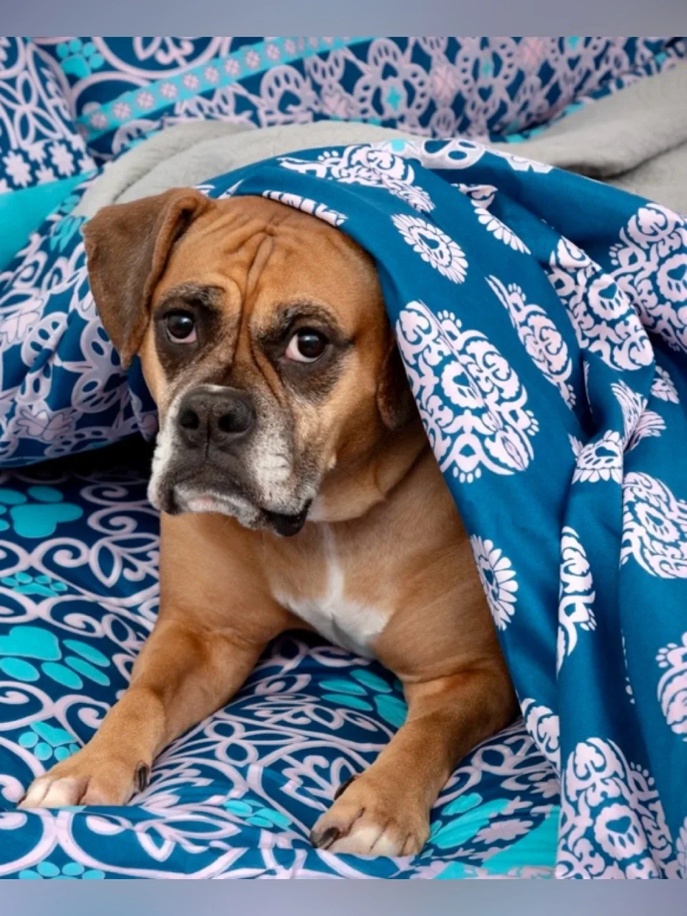 Perfectly Patterned Paws Blue Sheet Set - King